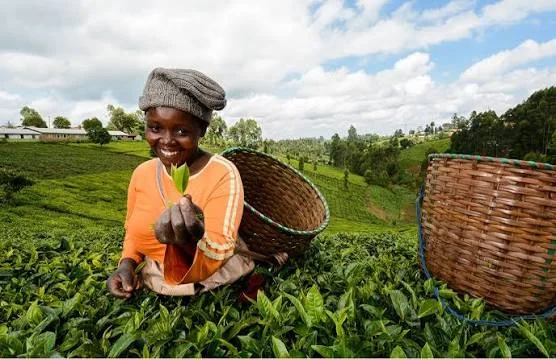 AGRICULTURE (JS)